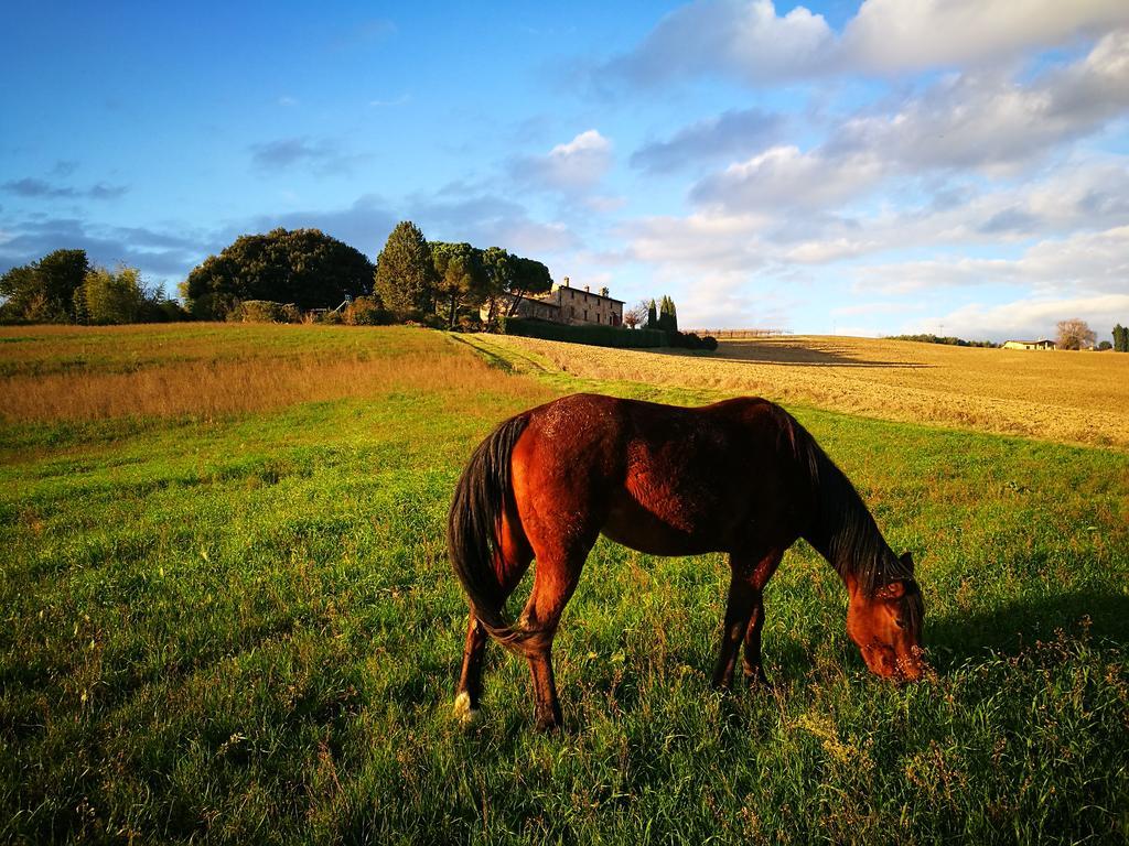 Farm stay Agriturismo Casale Dei Frontini San Terenziano